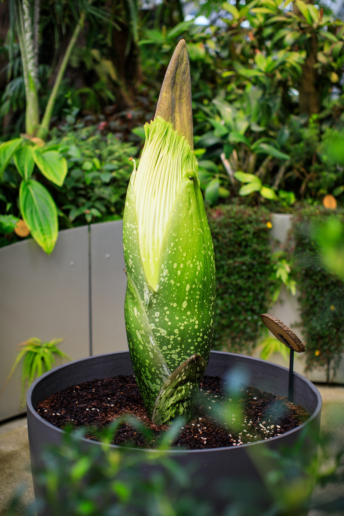 The corpse plant, in a planter, within The Spheres in Seattle, in the background are other green plants. 