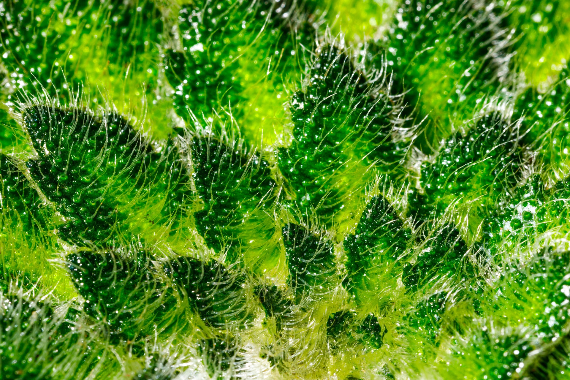 Macro photography of some of the 40,000 plants in the Seattle Spheres