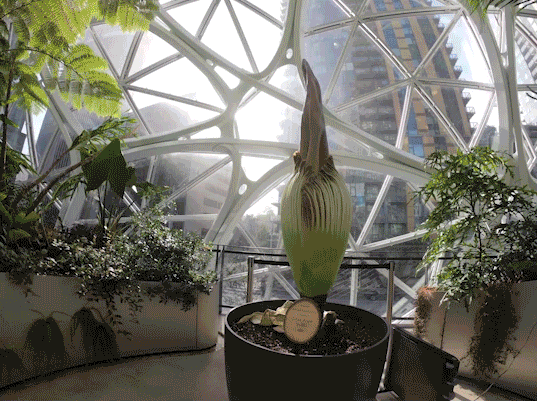 Time-lapse of the blooming of a large plant inside a spherical greenhouse place.