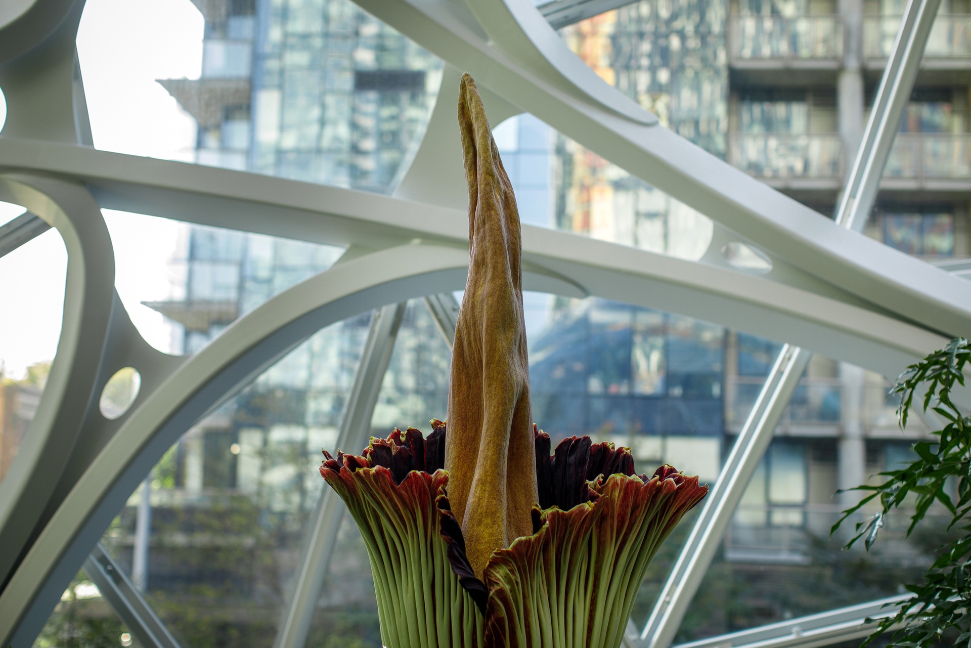 The corpse flower as it begins to open, the leaves are beginning to change from green to red. In the background, apartment buildings are seen. 