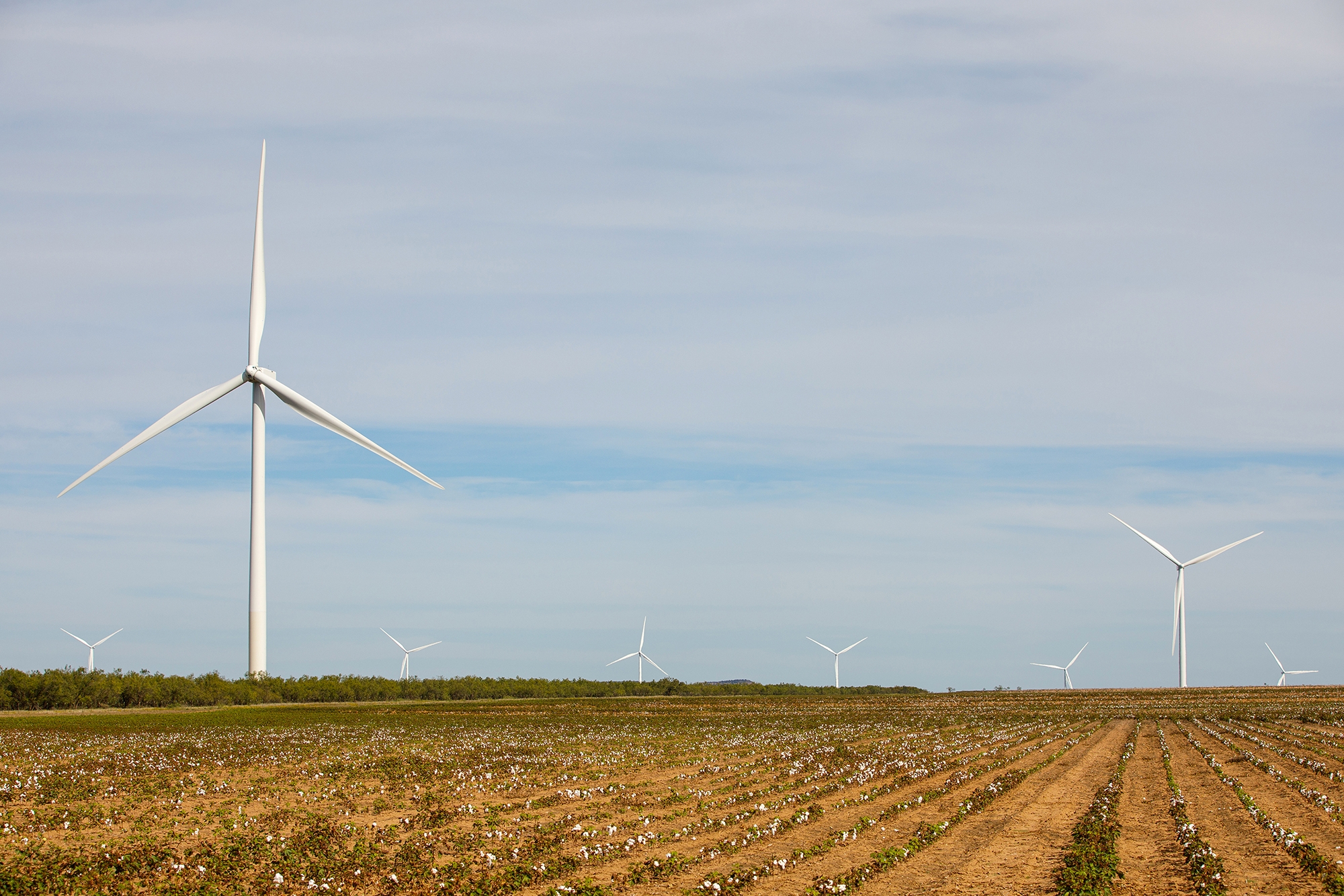 Amazon Wind Farm Texas