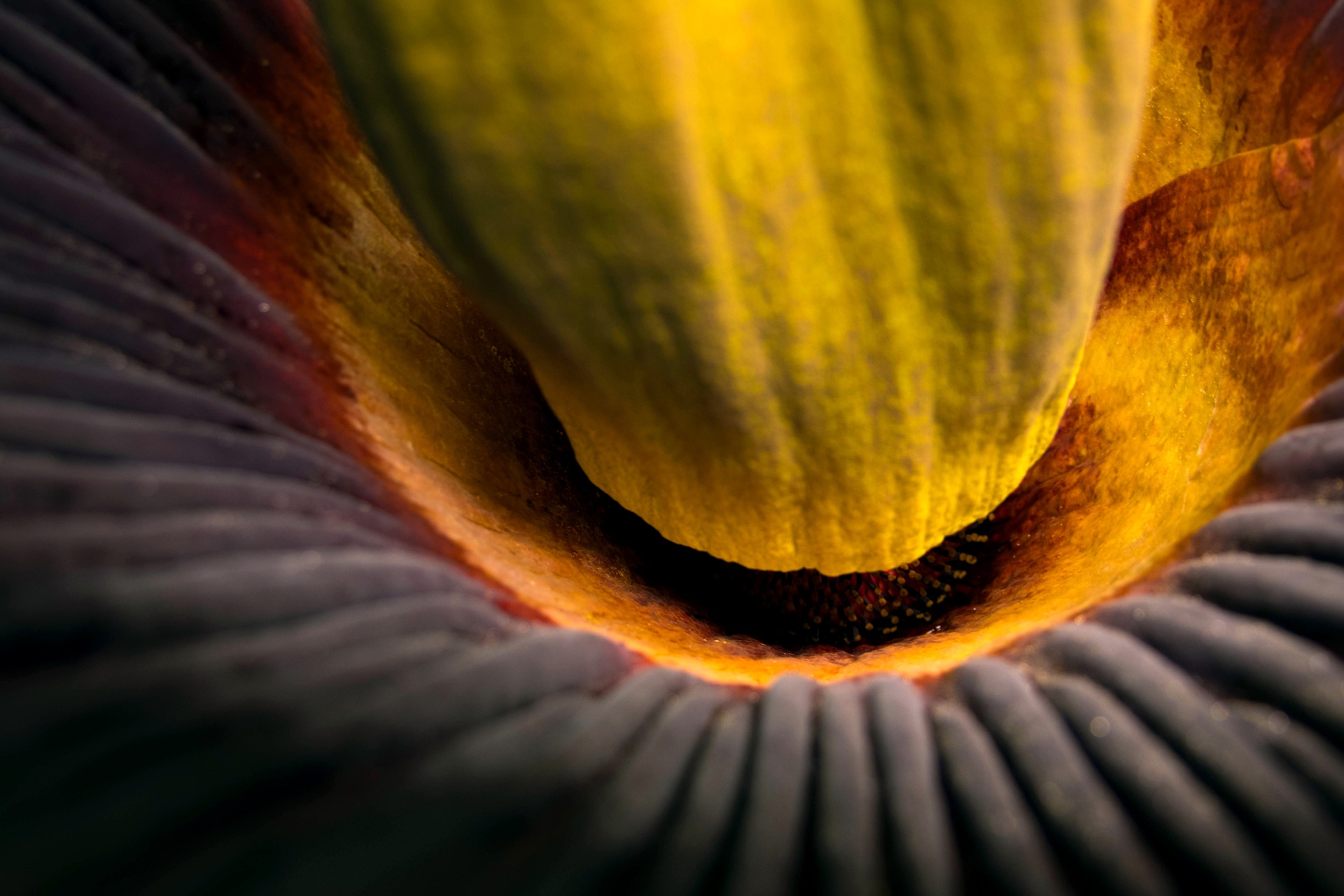 Close up shot of the inside of the corpse flower. 