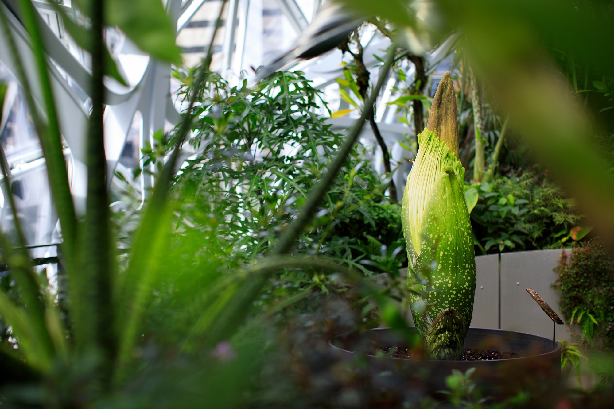 Corpse plant blooming in The Seattle Spheres. The plant is surrounded by other greenery, in the background the glass structure can be seen.
