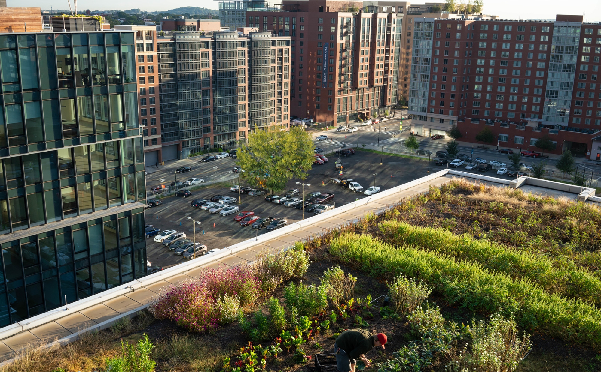Rooftop garden in an urban setting.