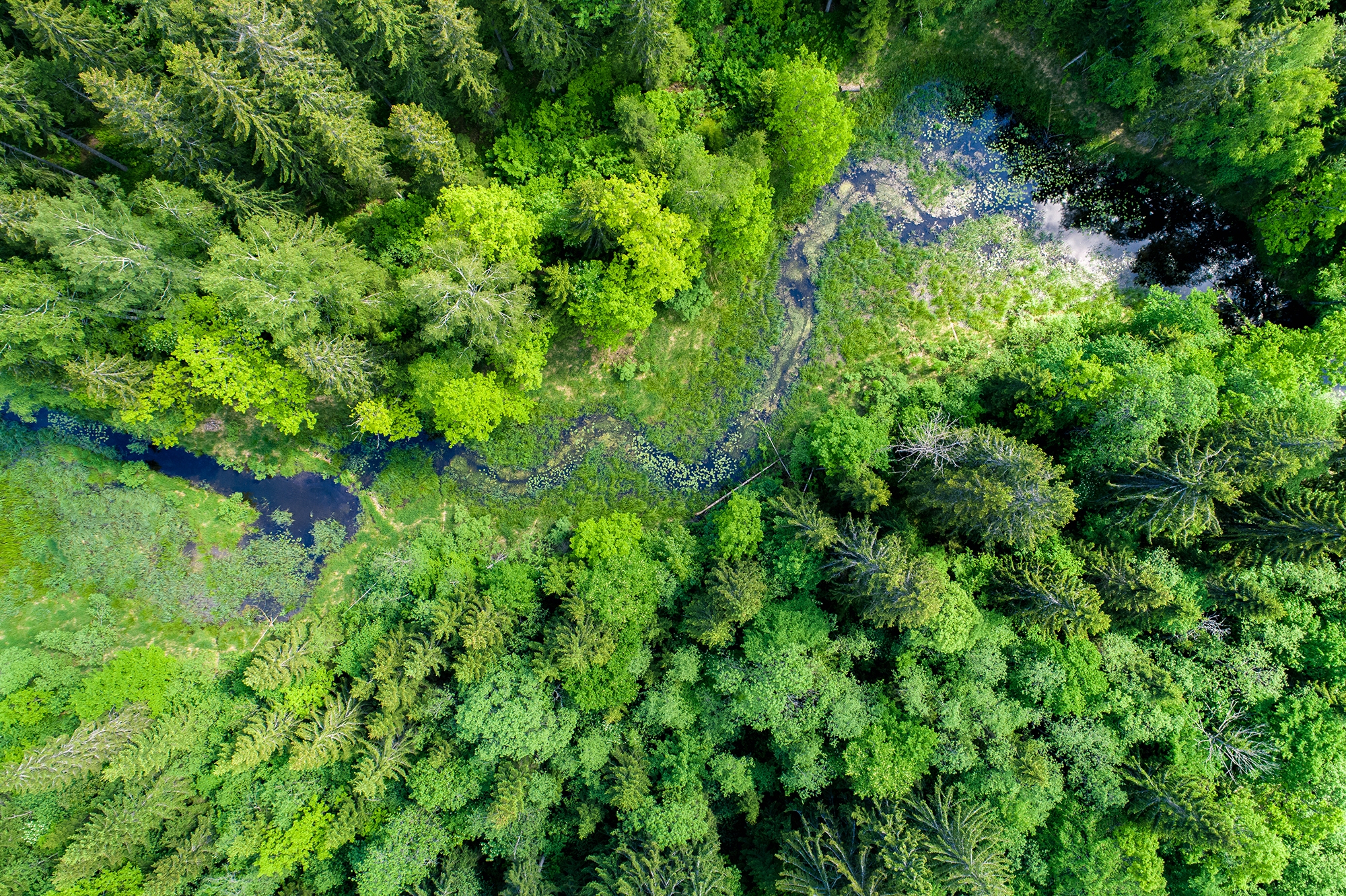 An overhead shot of a wooded area, with a stream running through it. 