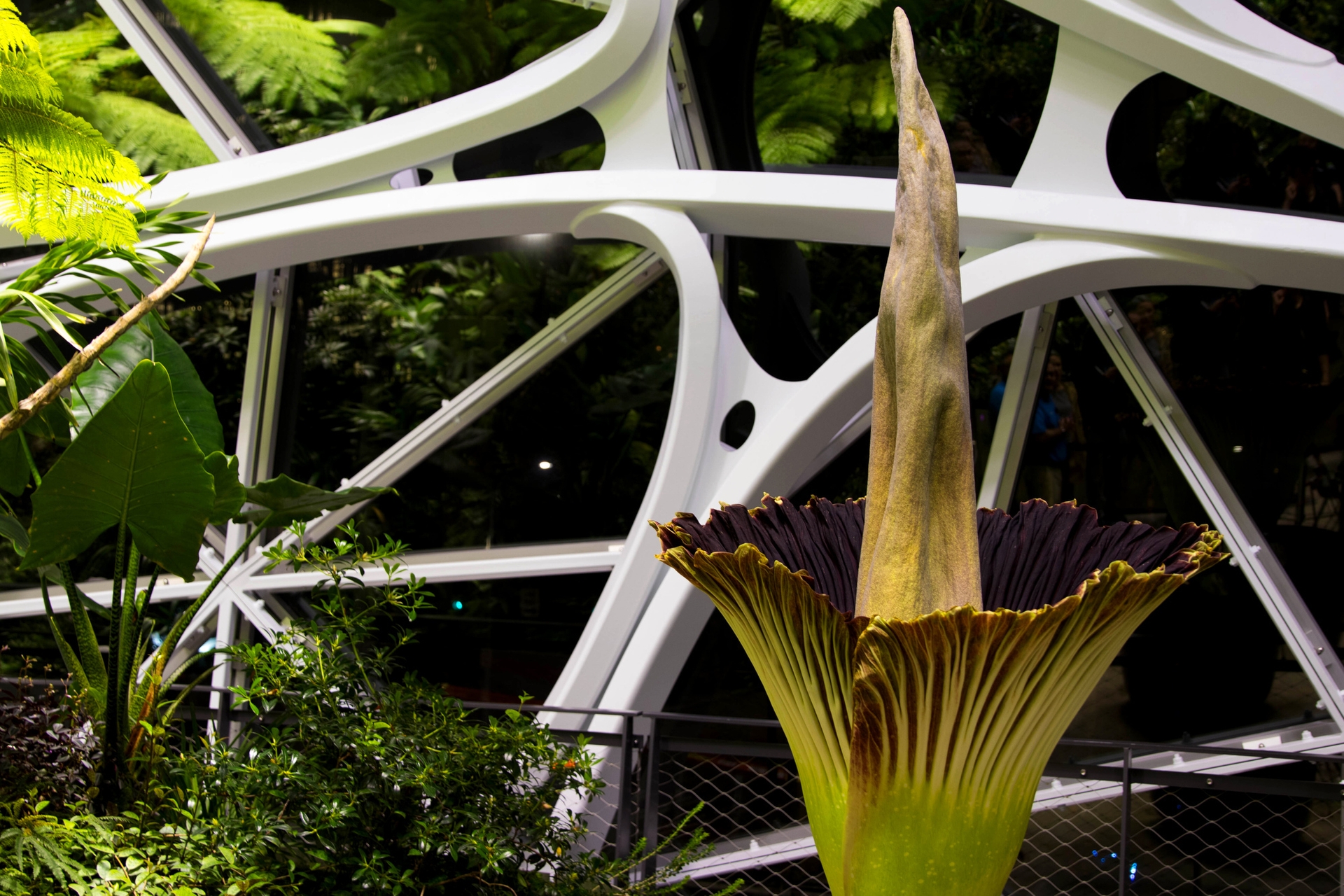 The corpse flower in bloom in The Spheres, shot at night. 