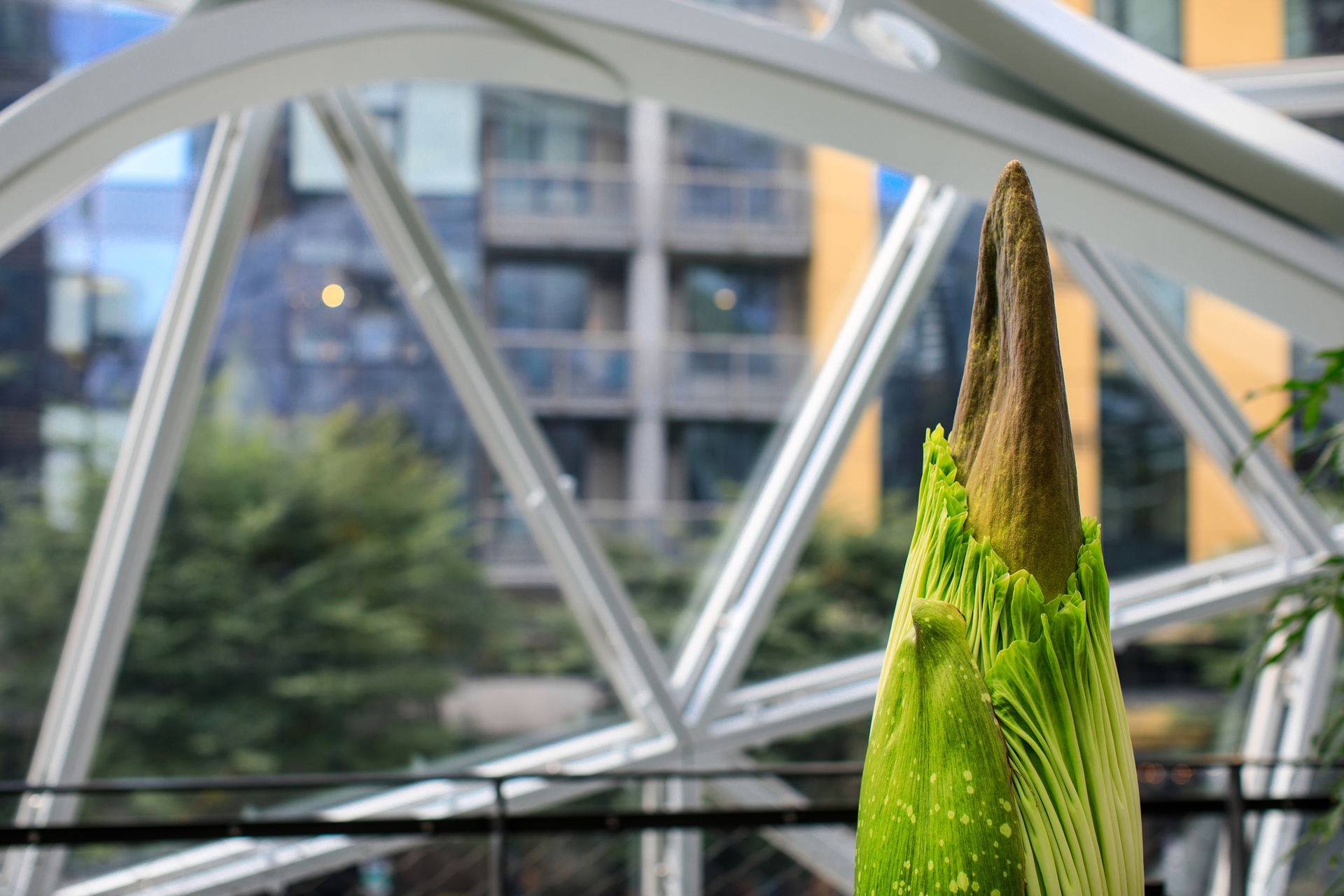 The corpse plant, in a planter, within The Spheres in Seattle, in the background glass panels of The Spheres and apartment buildings.