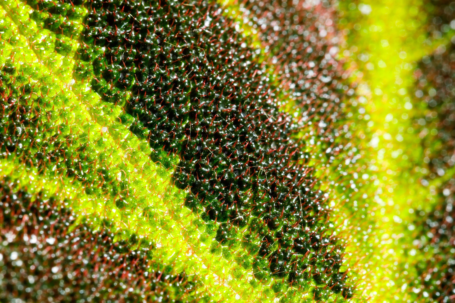 Macro photography of some of the 40,000 plants in the Seattle Spheres